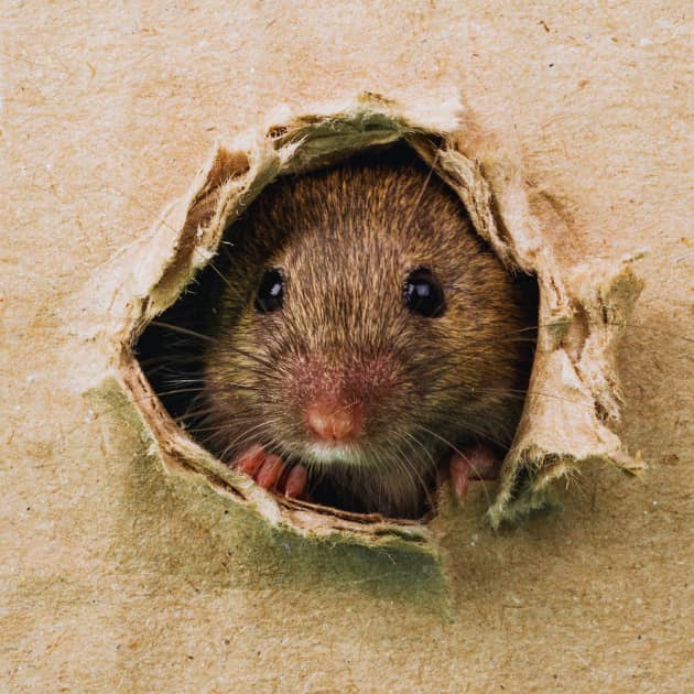 Rat sightings rose by 15% across the UK during the summer, according to Rentokil, with experts warning that colder weather could drive more rodents into homes.