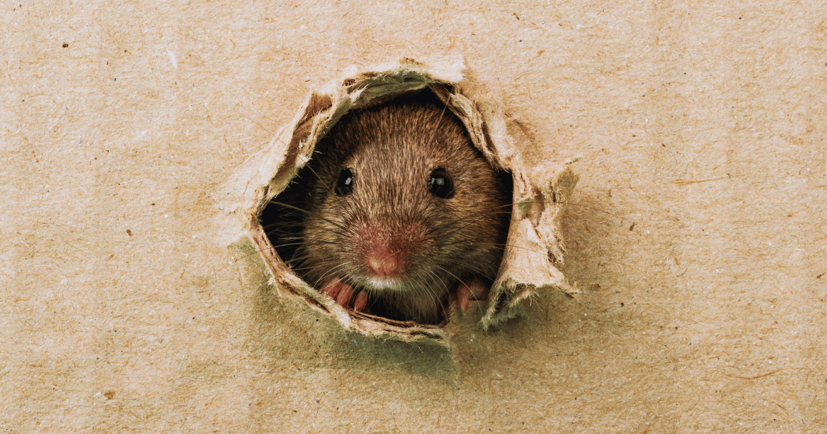 Rat Explain Rat sightings surge across UK as experts warn rodents could move into ...