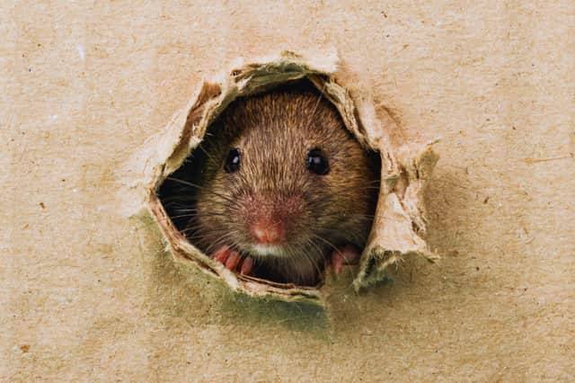 Rat sightings rose by 15% across the UK during the summer, according to Rentokil, with experts warning that colder weather could drive more rodents into homes.