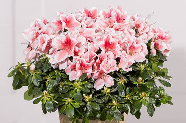 From colourful seasonal flower bouquets to pretty plants that last well beyond the occasion, Bunches has a range of autumn bouquets that make thoughtful November birthday gifts.  