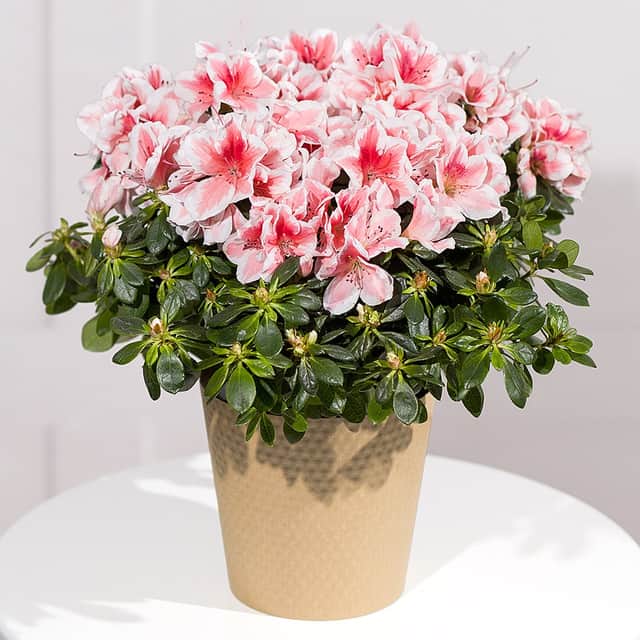 Pink Azalea Plant by Bunches.