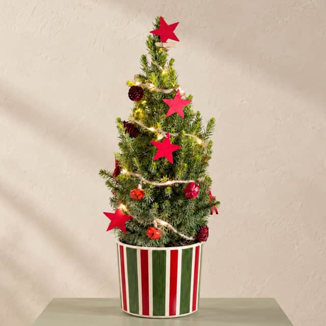 Decorated Christmas Tree by Bunches