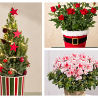 Bunches discount code: Save 20% on flowers, plants and Christmas gifts