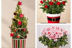 Save 20% at Bunches on beautiful flowers, autumn plants and festive Christmas gifts until November 1.