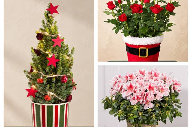 Save 20% at Bunches on beautiful flowers, autumn plants and festive Christmas gifts until November 1.