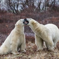 AI doorbell cameras being tested to warn of approaching polar bears in Canadian Arctic town