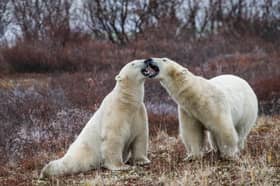 Researchers are testing new ways to keep polar bears away from communities without harming the animals.