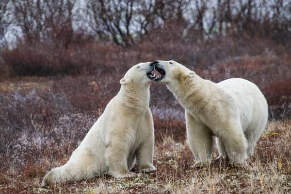 Researchers are testing new ways to keep polar bears away from communities without harming the animals.