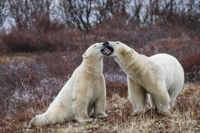 Researchers are testing new ways to keep polar bears away from communities without harming the animals.