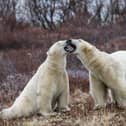 Researchers are testing new ways to keep polar bears away from communities without harming the animals.