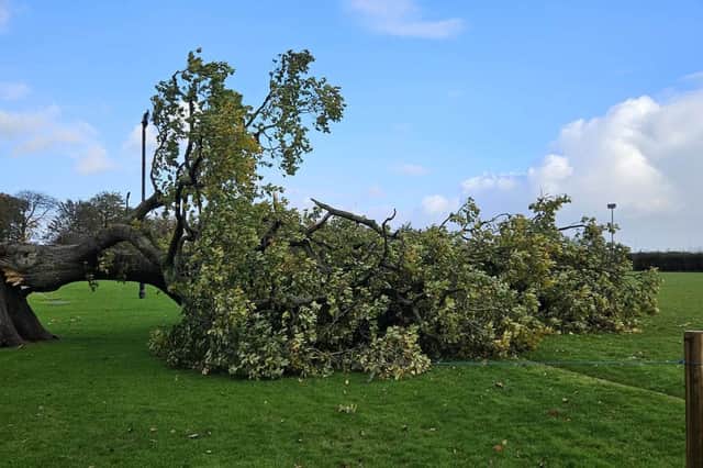 Fallen oak at Ballymoney Rugby Club.
