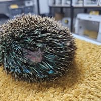 Hedgehog ‘screamed in pain’ before dying after being spray-painted blue