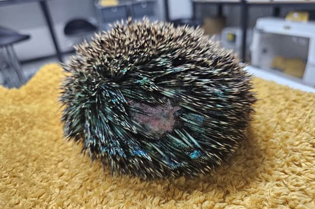 The adult male hedgehog at Castleford Hedgehog Rescue.