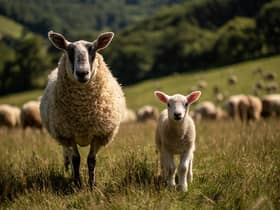 Farmers warn trail hunting ban would end 'irreplaceable' fallen stock service