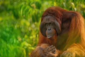Borneo Orangutan 