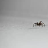 September is the second-highest on record for "spiders in house"