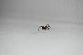September is the second-highest on record for "spiders in house"