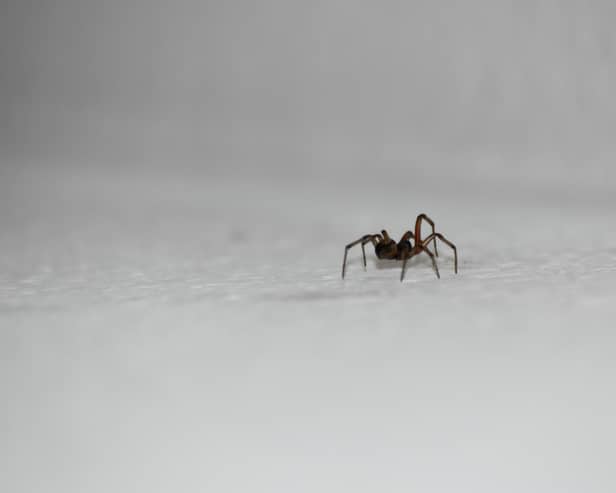 September is the second-highest on record for "spiders in house"