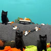 Parcel delivery horror as abandoned mum cat and three kittens found taped inside cardboard box