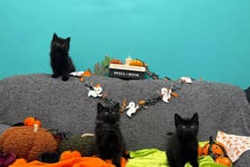  The mum cat and her three kittens were found abandoned in a taped-up cardboard box outside an RSPCA centre in Kent.  