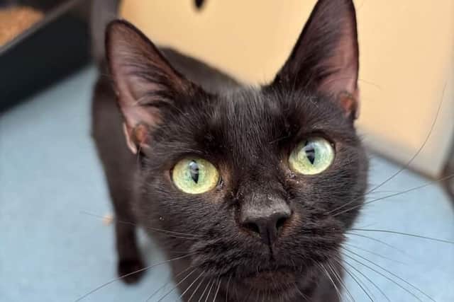 Sooty at RSPCA Felledge Animal Centre – The four-year-old feline is ready to find a home of her own after raising her kittens.