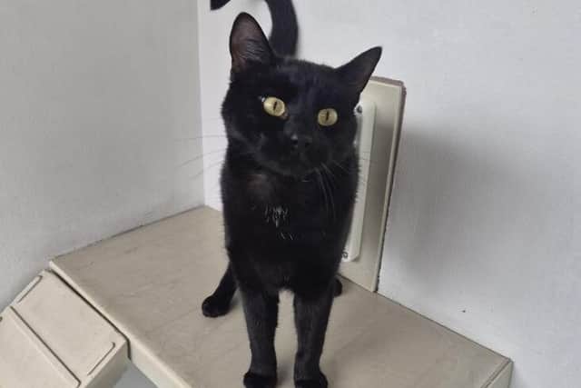 Venom at RSPCA Gonsal Farm – The two-year-old black cat is an energetic character looking for a home with space to explore and burn off energy.