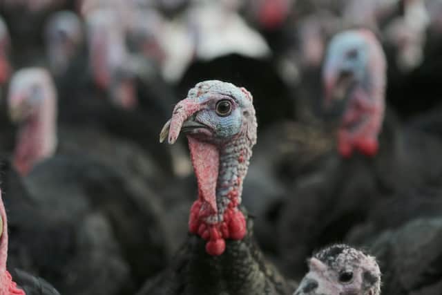 A bird flu outbreak has been confirmed at a turkey fattening site in North Yorkshire