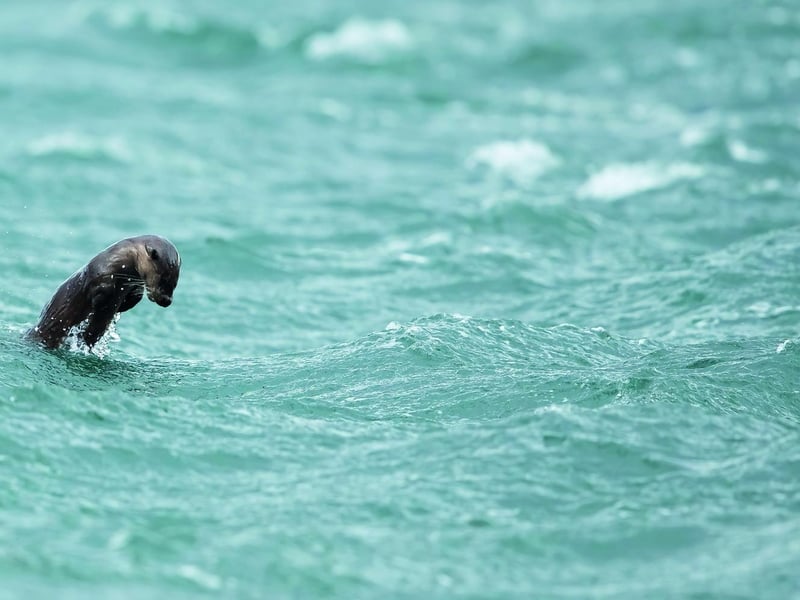 Otters are not just good swimmers - “Their liquid movement in water is as balletic as it is purposeful," according to Andy Howard