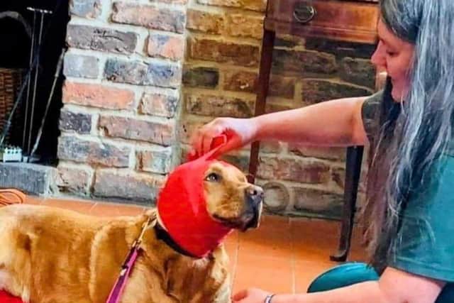 Rachel Bean is urging dog owners to ask the professionals they use if they are first aid trained - Animal News Agency