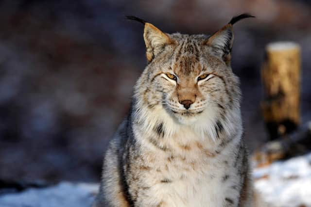 A Eurasian Lynx (also known as European Lynx) was reportedly seen in Milton Keynes by walkers. (Jean-Christophe Verhaegen/AFP via Getty)