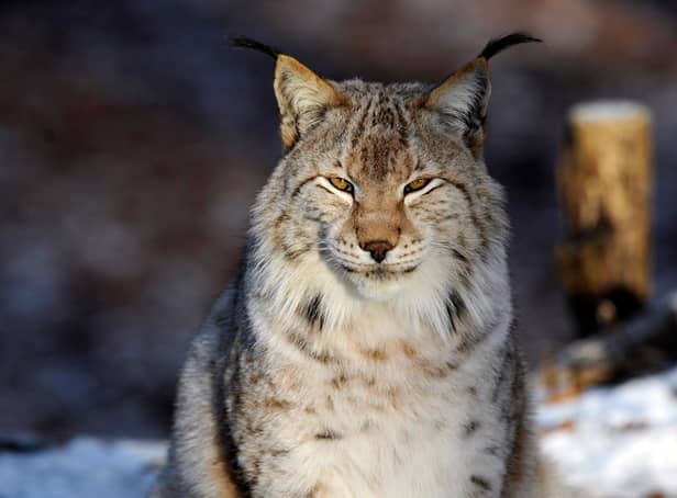 A Eurasian Lynx (also known as European Lynx) was reportedly seen in Milton Keynes by walkers. (Jean-Christophe Verhaegen/AFP via Getty)