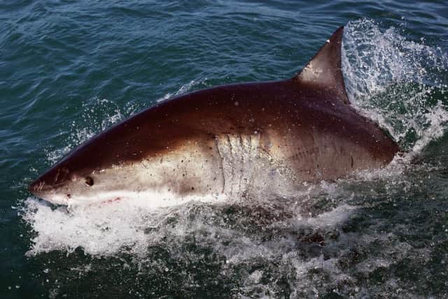 Despite warnings that climate change could drive the dreaded Great White shark to UK shores, attacks are rare, and are often a case of mistaken identity (Photo: Dan Kitwood/Getty Images)