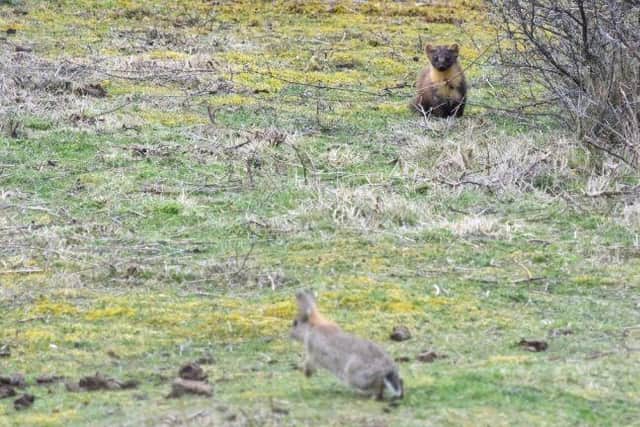 Birdwatcher Paul Willoughby photographed the pine marten hunting rabbits at Spurn Point - one of the few times one of the elusive mammals has ever been caught on camera in daylight hours (Photo: Paul Willoughby)
