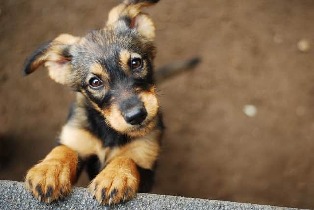 These are the dog breeds most at risk of being targeted by thieves (Photo: Shutterstock)
