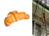 Locals thought the croissant in the tree was a mysterious creature (Photos: Shutterstock / Facebook)