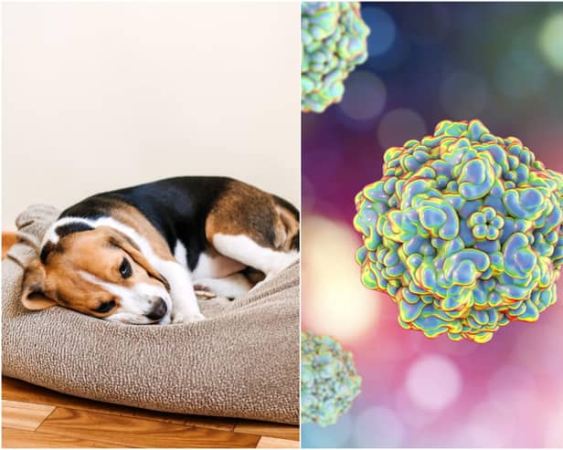 Canine parvovirus is a serious and highly contagious disease that affects dogs (Photo: Shutterstock)