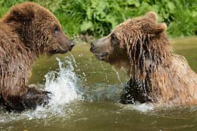 Brown Bears at Whipsnade Zoo (Whipsnade Zoo)