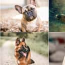 Dogs come in all shapes and sizes, with a wide variety of breeds to choose from if you’re planning on getting a pooch (Photo: Shutterstock)