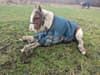 RSPCA: Yorkshire woman who abandoned foal without food or water banned from keeping animals