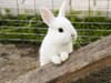 Why do we say ‘white rabbits’ on the 1st of the month? History of the tradition explained
