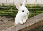 Have you heard the phrase 'rabbit, rabbit' before? (Photo: Shutterstock)