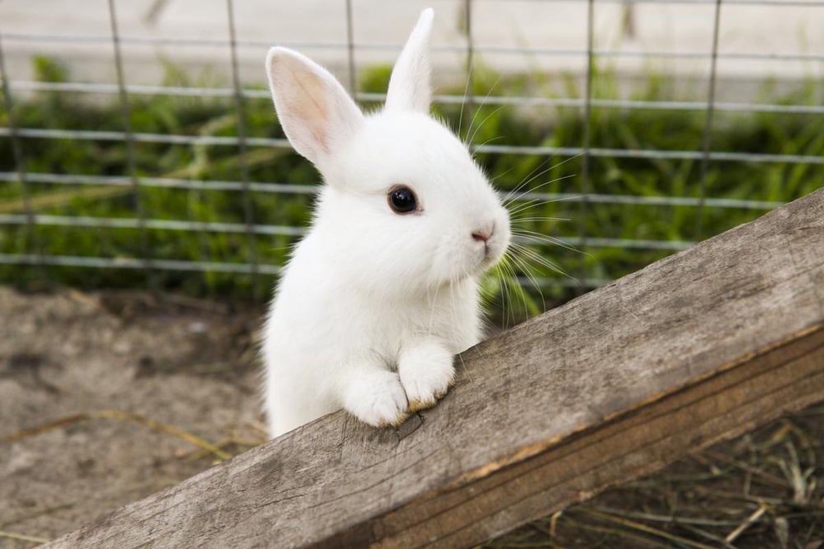 Why do we say 'white rabbit' on first day of the month? | NationalWorld