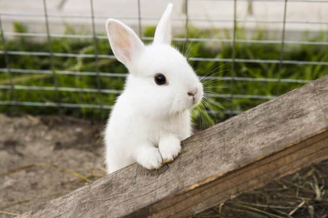 Have you heard the phrase 'rabbit, rabbit' before? (Photo: Shutterstock)