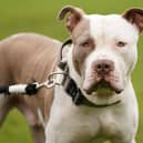 A ban on XL Bully dogs is set to be introduced in Scotland, following in the footsteps of England and Wales. (Credit: Jacob King/PA Wire)