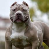 An XL Bully 