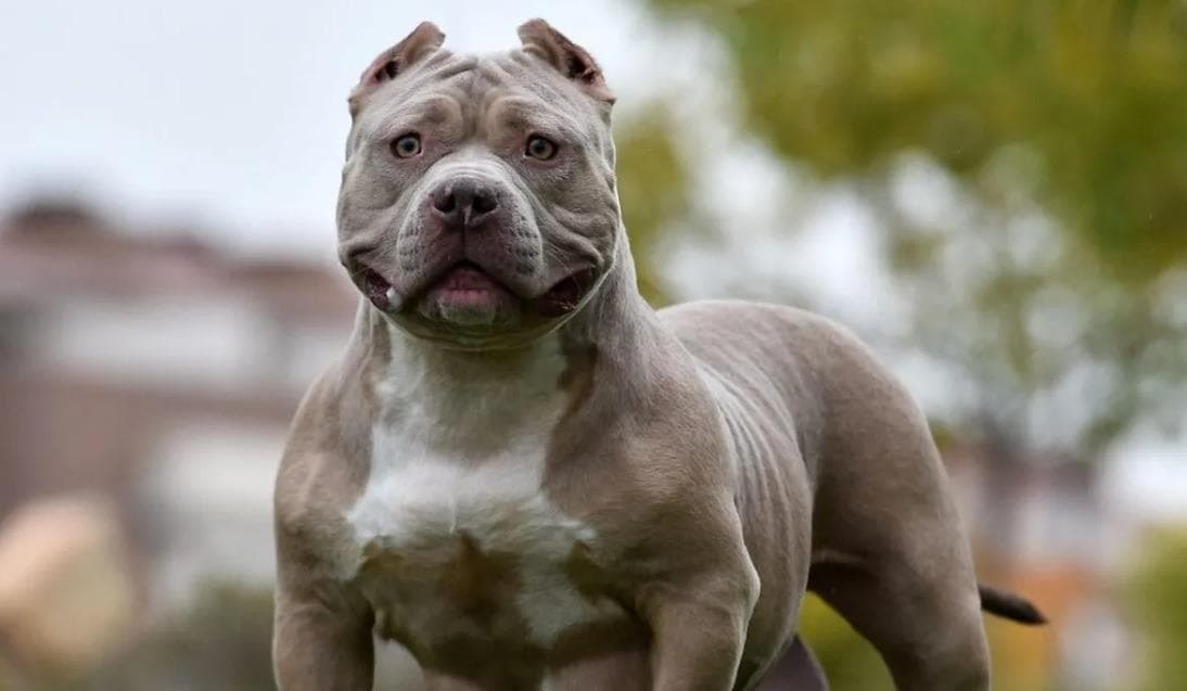 XL Bully: Man left with serious injuries after dog attacks him inside ...