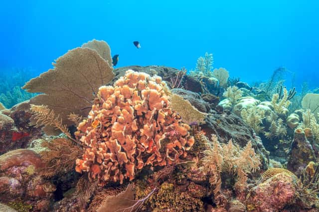 Around 50% of the world's coral reefs have been depleted.
