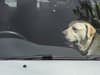 What to do if you see a dog in a hot car: UK law explained and how to help an animal in distress