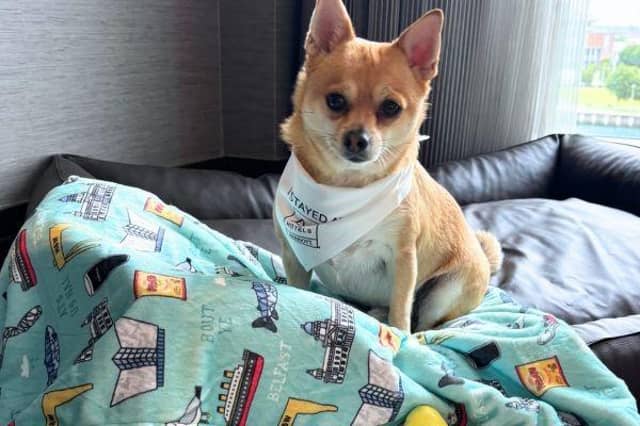 Best Bark & AC Hotel Belfast Launch Exclusive Dog-Friendly Giveaway