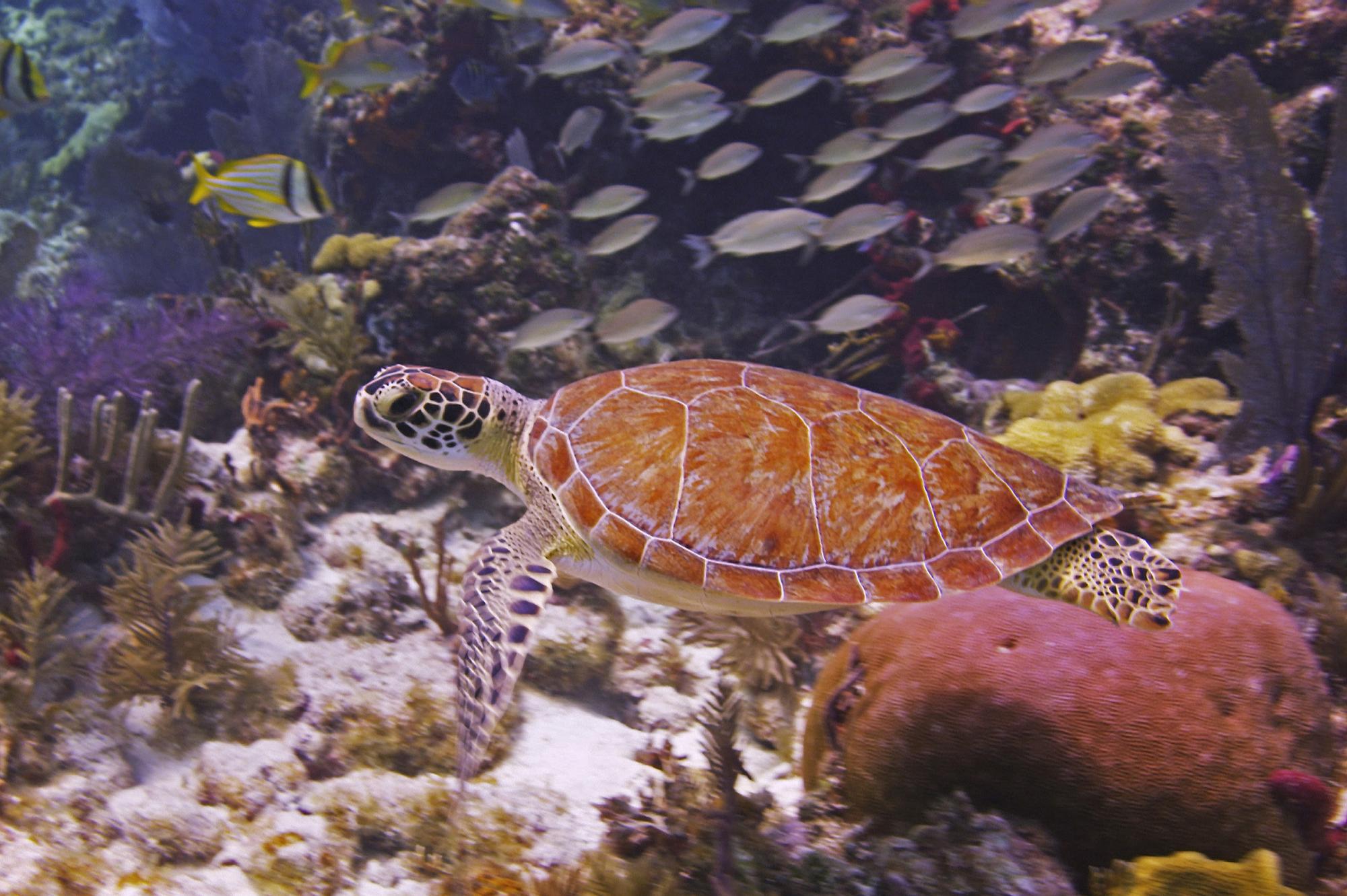 Watch: Sea turtles released back into wild after life-saving treatment